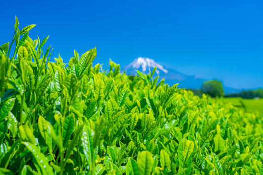 初心者でもわかる日本茶の基礎知識｜種類・産地の違いと現代的な楽しみ方